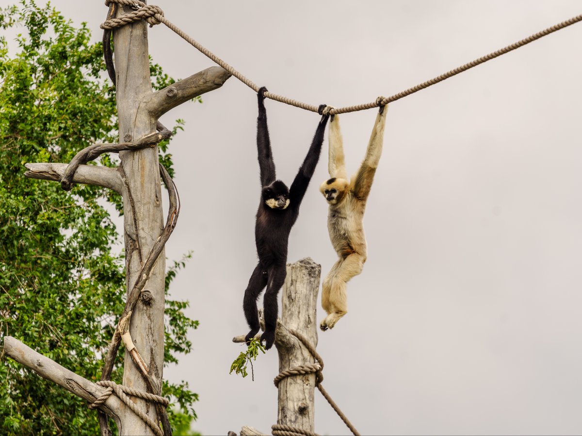 DenverZoo tweet picture