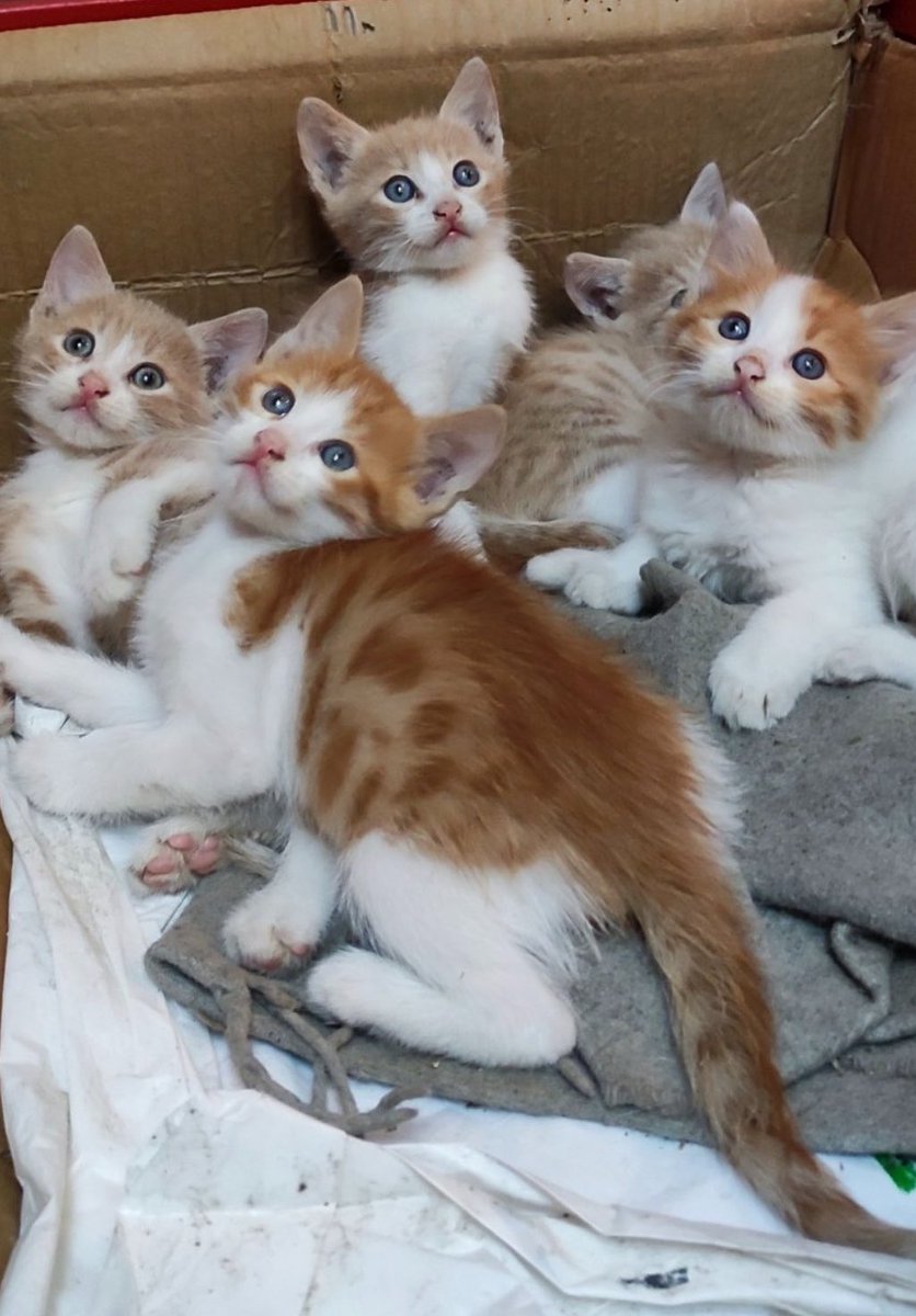omer_art55's tweet photo. Bu kedi bebek ve kardeşlerine yuva aranıyormuş. Tiplere bak kafayı yicem. İstanbul’dalar. Ulaşım ihtiyacı olursa yardımcı olabilirim. İletişim: @ccevriyye https://t.co/d115gDORYZ