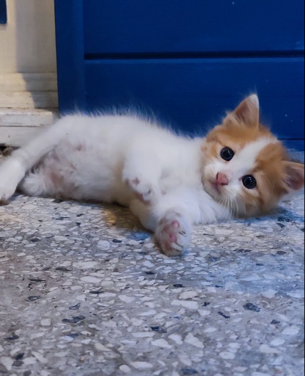 omer_art55's tweet photo. Bu kedi bebek ve kardeşlerine yuva aranıyormuş. Tiplere bak kafayı yicem. İstanbul’dalar. Ulaşım ihtiyacı olursa yardımcı olabilirim. İletişim: @ccevriyye https://t.co/d115gDORYZ