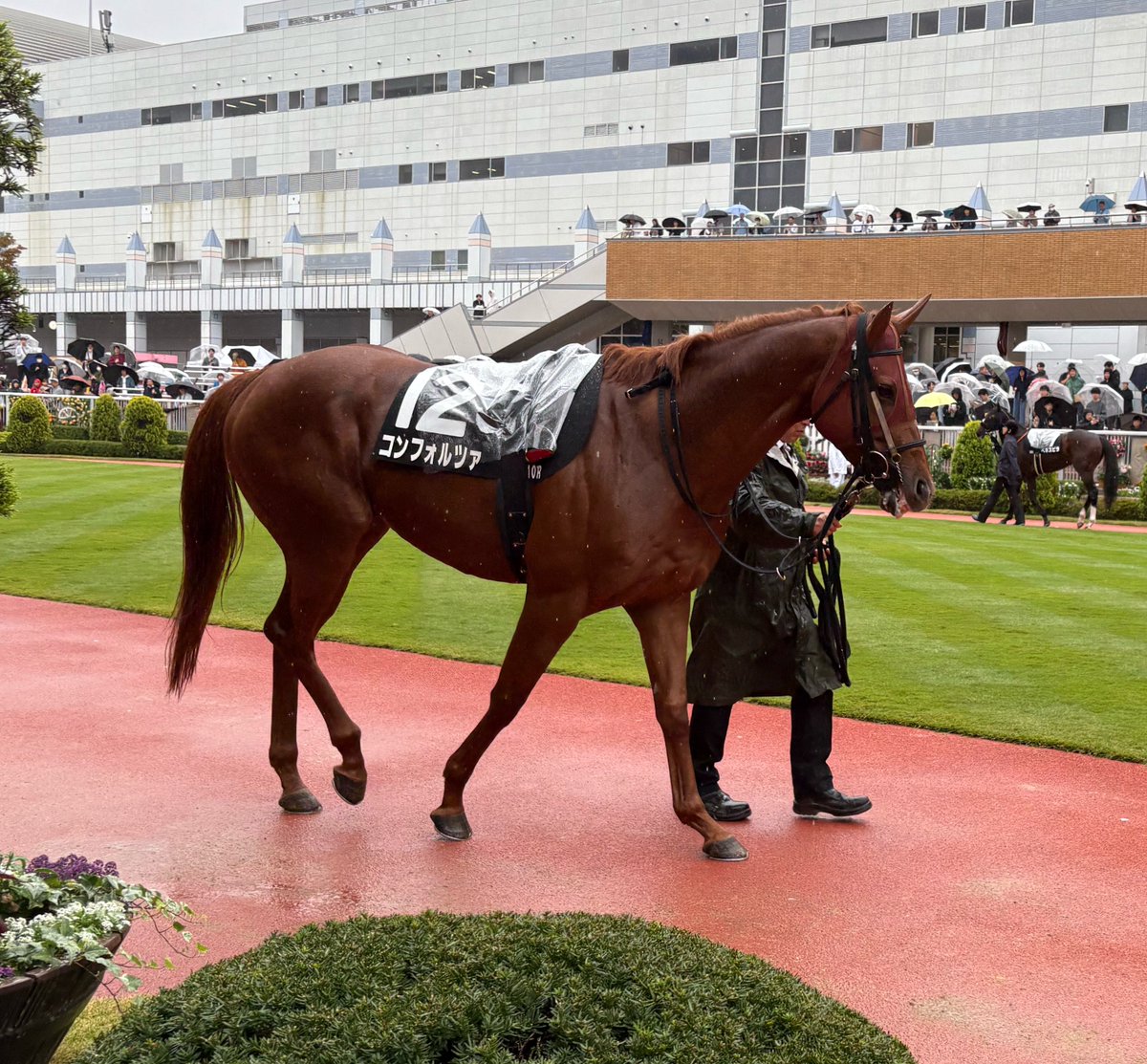 tclion_east's tweet photo. コンフォルツァです！
活気十分で、状態は良さそうです🐴
馬場は悪くなっていますが、うまくこなして、いいところを見せてほしいですね！
ご声援よろしくお願いいたします📣 https://t.co/CrxNN4gMGn