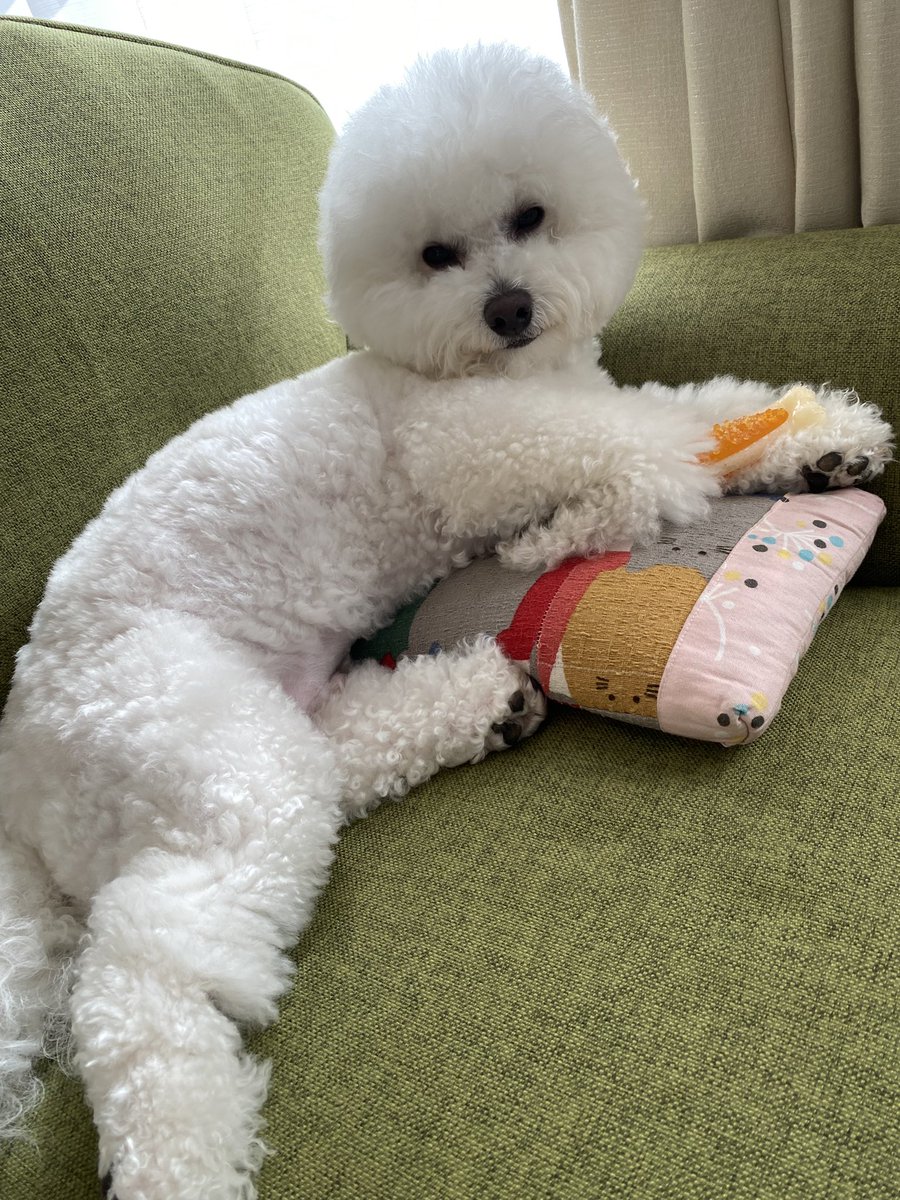 gurugurug_'s tweet photo. 眠い噛みたい https://t.co/OIzaEurQwv