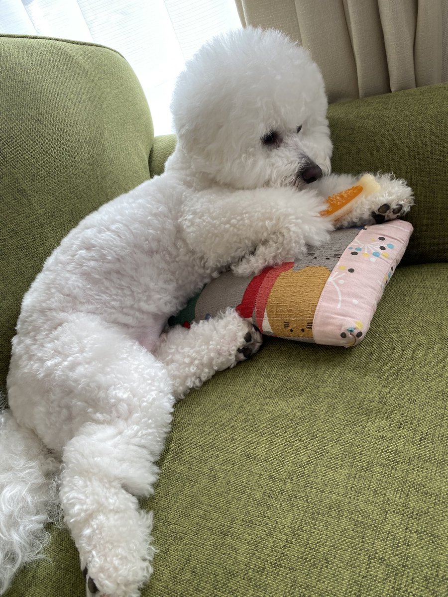 gurugurug_'s tweet photo. 眠い噛みたい https://t.co/OIzaEurQwv