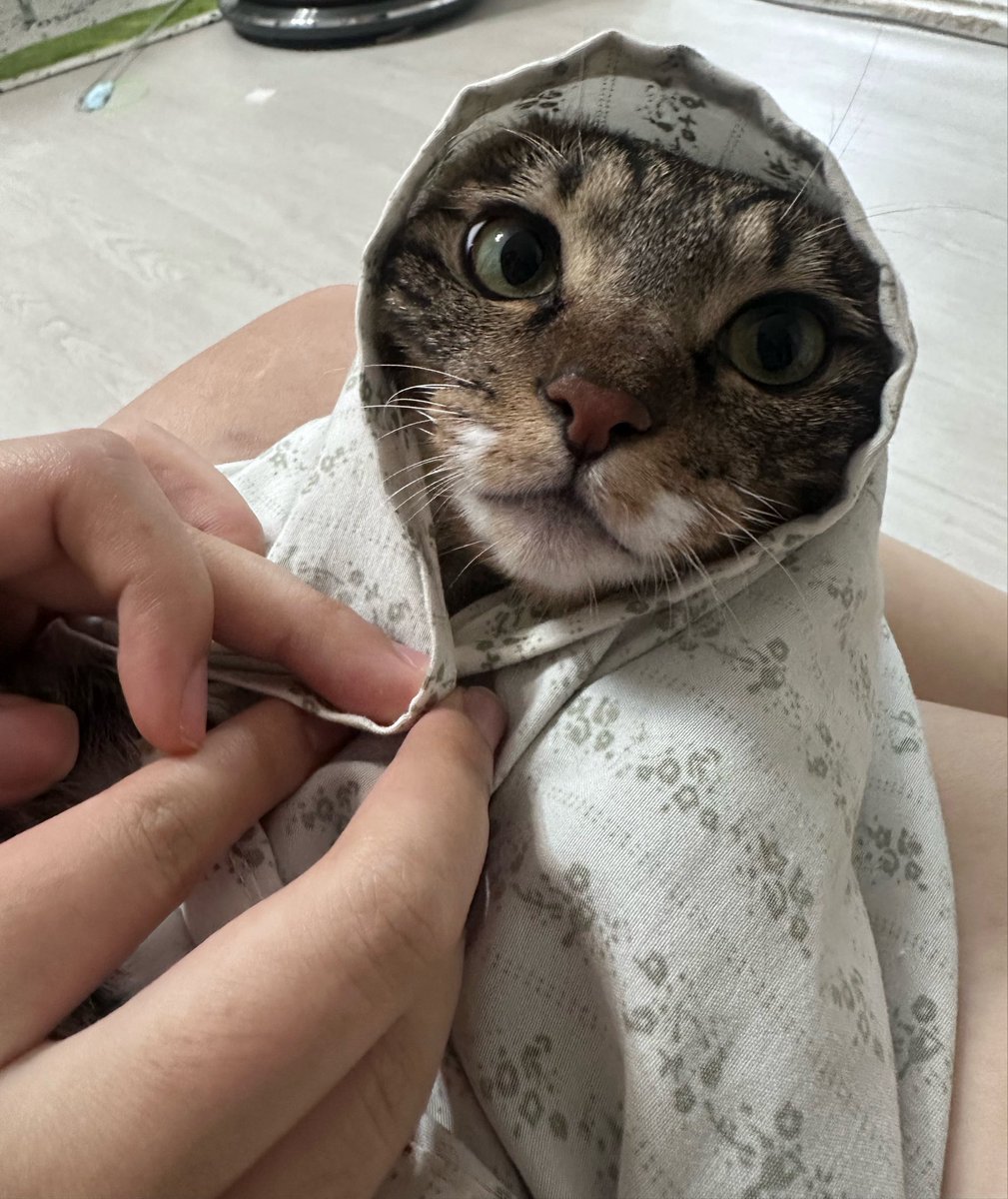 goldbee_theCAT's tweet photo. 성냥팔이 고양 https://t.co/1j1HXVzP7x