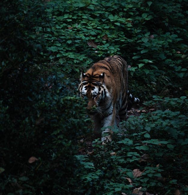 TigersEveryday's tweet photo. Just the tiger · 📷 木 灬
Share this with someone who loves tigers.
#PantheraTigris https://t.co/VV7yoxkARh