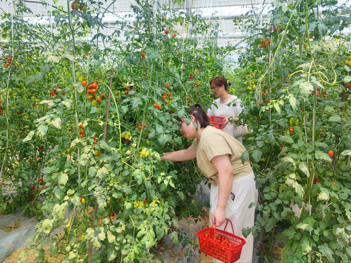 soccrlove38's tweet photo. [チェーン椎のある菜園で、新鮮な野菜を収穫中] https://t.co/edhoYlXiR5