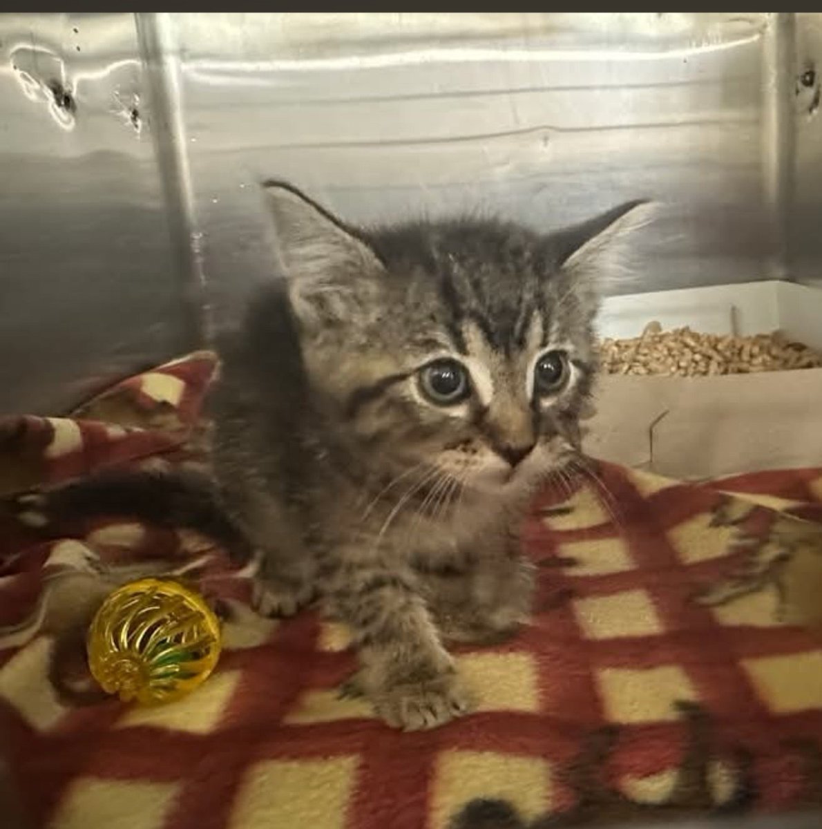 pups_in_need's tweet photo. AM&W Shelter #Amarillo #TX
🆘️Sept 2026 -- 58% SAVE RATE 🚨
SHELTER ALWAYS FULL
Pets need help
🌼Pet in Cage 25, Main Cat Room-1
Pls contact shelter for info/status of pet
☎️806-378-9032
Email- animals@amarillo.gov
Adopt fee $25
Pet's ONLY pic
ADOPT • FOSTER • RESCUE https://t.co/xUYOmRKGbK