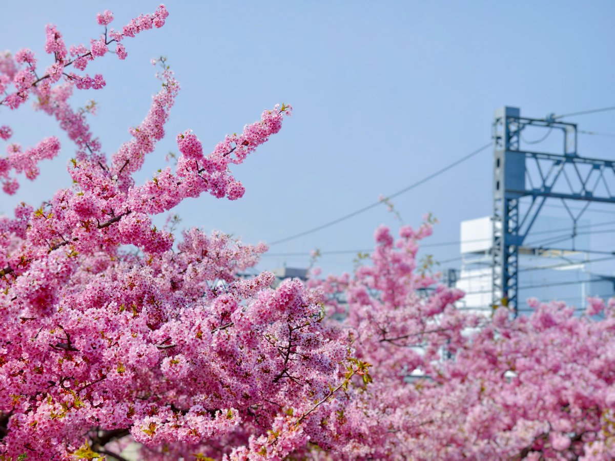 x1TvIIt041WrgEN's tweet photo. [浩淮邢加]という名前の友人と、春の公園でお花見を楽しんだ。新しい一年も笑顔で過ごせますように https://t.co/zqmNwV6bJz