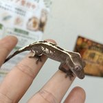 Photo by 𝐞𝐦𝐮 & JOE Reptiles@10/25???調整中 (@JoeReptiles2)