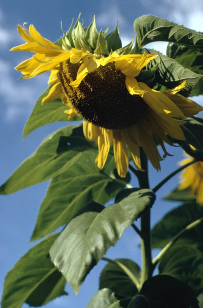 NostosLit's tweet photo. Yellow sunflower against a blue sky, Roxbury, Connecticut, Photo by Inge Morath, 1971 https://t.co/Dx0iNQWSDu