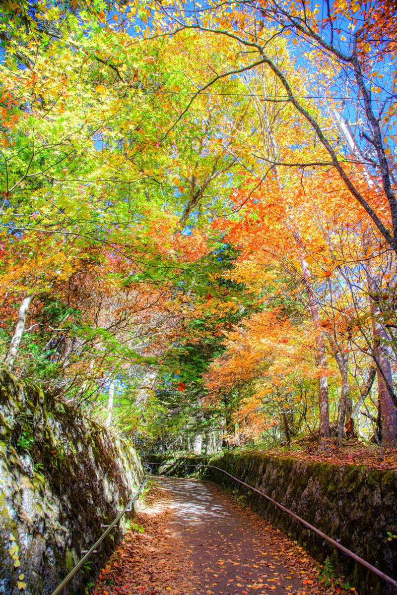 haskap1017's tweet photo. 日光で見るグラデーションの紅葉が綺麗でした https://t.co/JDJ92uDqhw