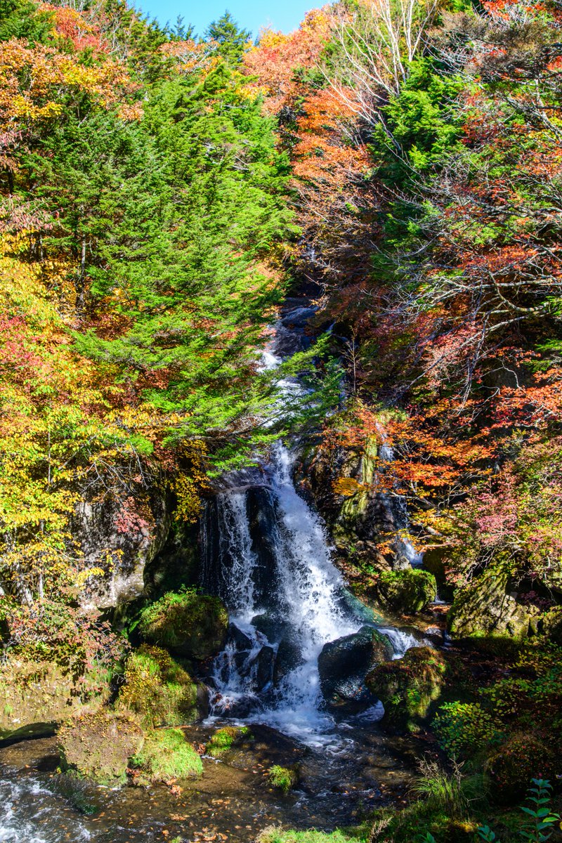 haskap1017's tweet photo. 日光で見るグラデーションの紅葉が綺麗でした https://t.co/JDJ92uDqhw