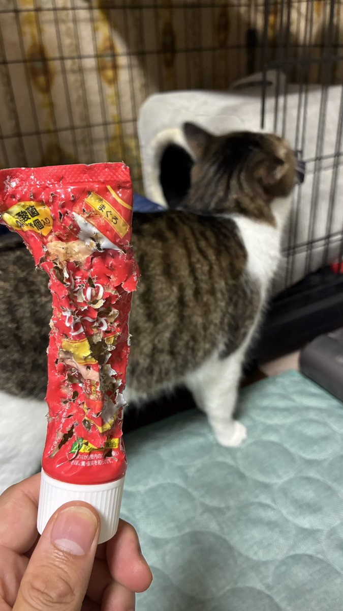 pnk_sbt's tweet photo. こっち見なさい https://t.co/ZljGy4kRPQ