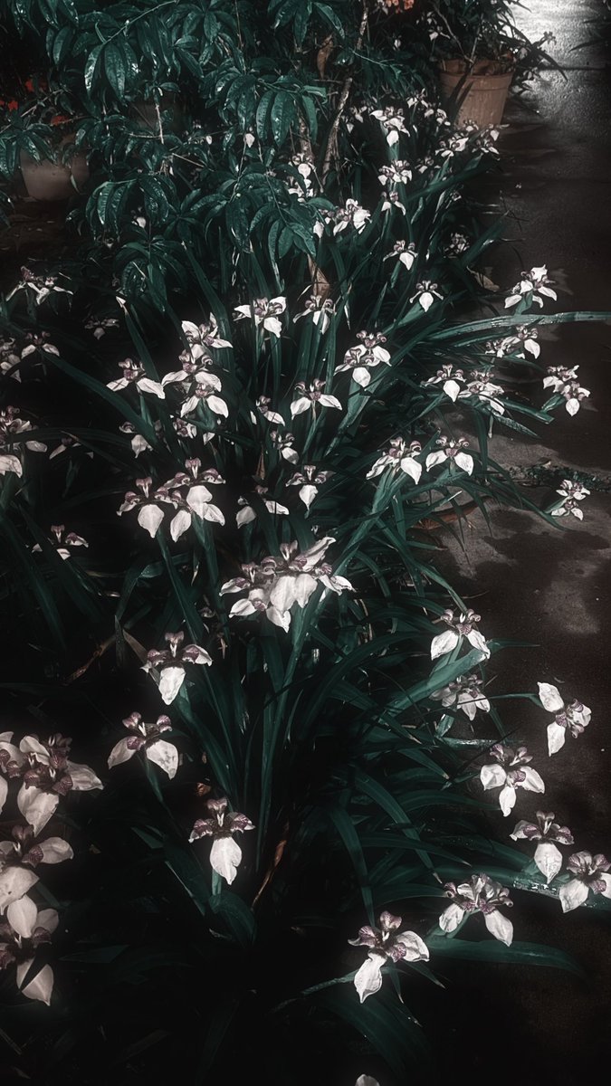 raven__darkness's tweet photo. fotos que saqué de mi patio recién https://t.co/MiMoLi818x
