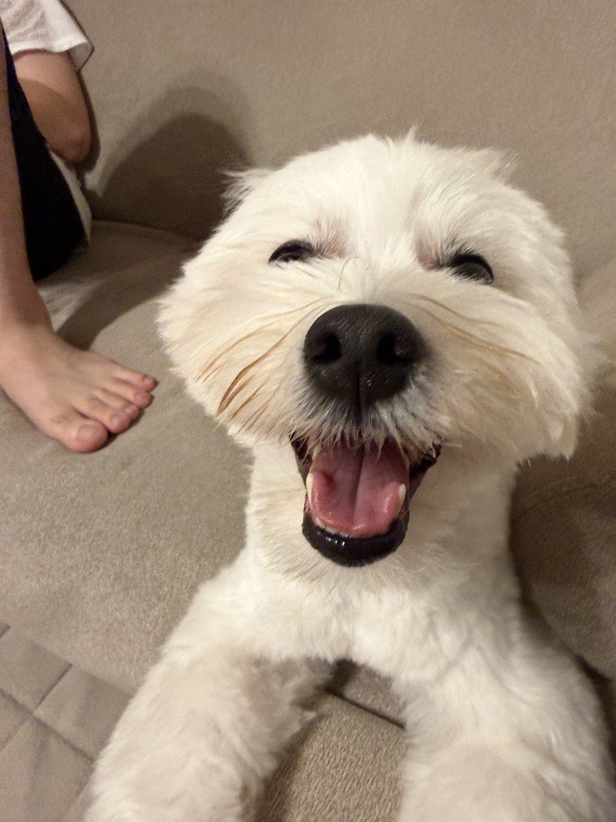 _kinarinari's tweet photo. 犬、嬉しいとすぐ耳後ろ倒して丸顔になるのでこちらもにっこりしてしまう https://t.co/lEXQXO77zL