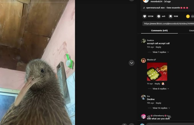 Tiger_Fee_2014's tweet photo. Found a new meme bird thats starting to go VIRAL on Tiktok and X

Kiwi is a similar version to John Pork, with a funny ringtone playing in the backgorund

Literally TONS of people are memeing it

Genny potential

https://t.co/M9VSBWENB0 https://t.co/4D0jrrazQA