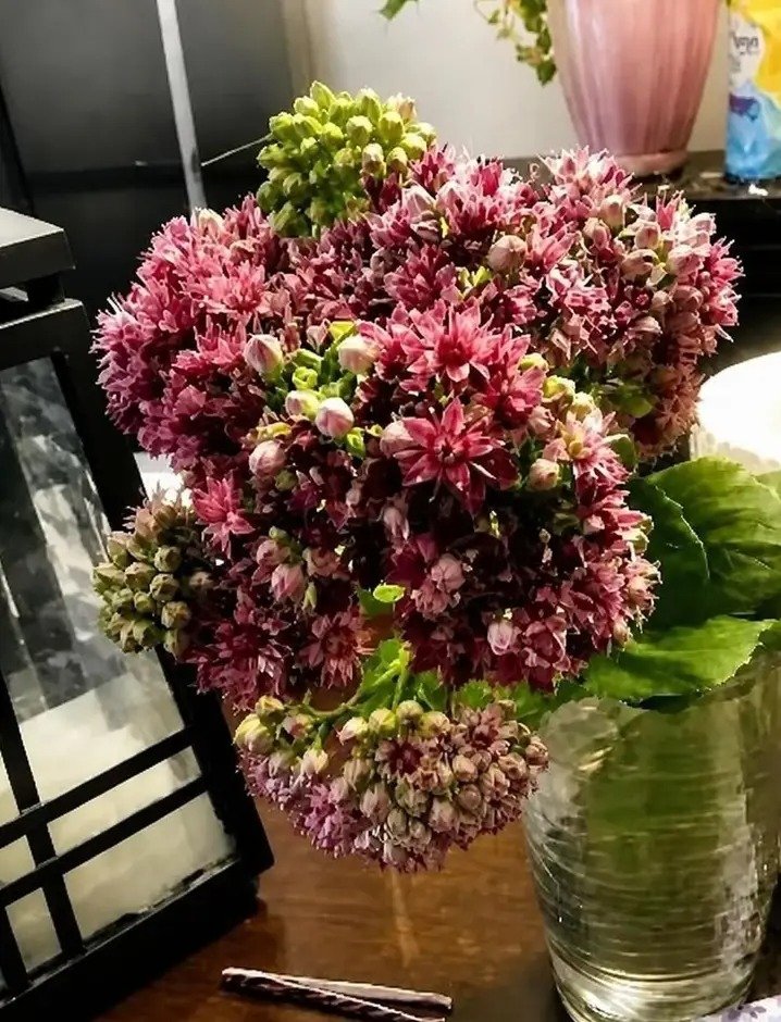 Carolin52395390's tweet photo. It's called Autumn Joy Sedum, used in medicine. I figured if something that tough to survive 2 months without water, that I'm going to give it water &amp; see what it does. Wow! The actual picture of when I cut it in nature. I will show tomorrow a picture after 2 months without water https://t.co/8Lo8f74gHE