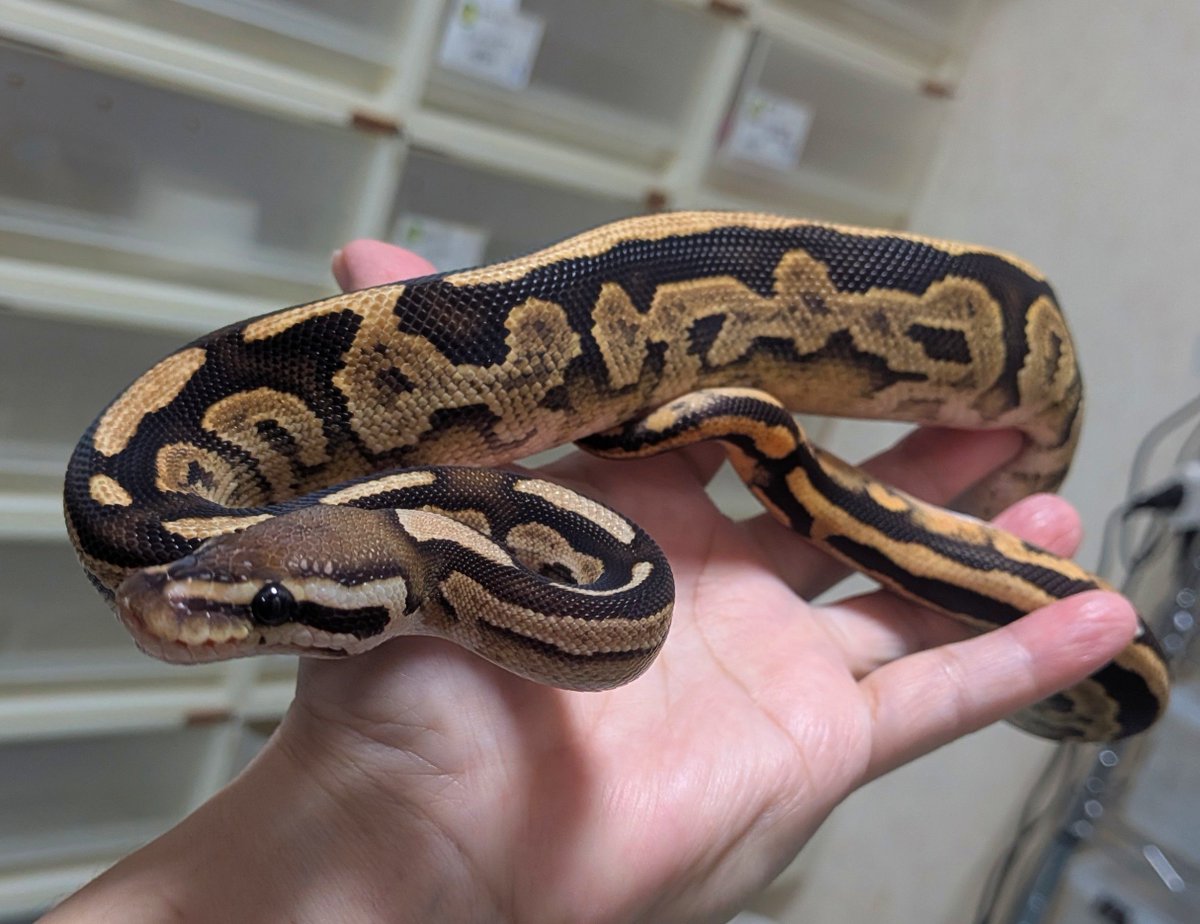 BallPython1207's tweet photo. 「バナナの家」
本日お休みです✨
よろしくお願い致します❣️
#バナナの家
#ボールパイソン
#ballpython https://t.co/yFbA392pt6