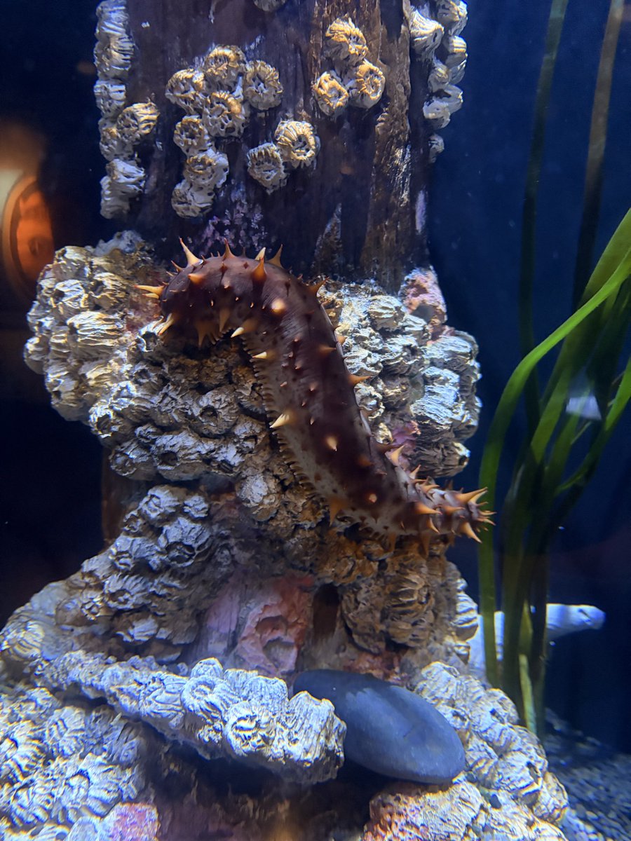 HeresyMachine1's tweet photo. Saw funny critters today https://t.co/GXquwoTleL