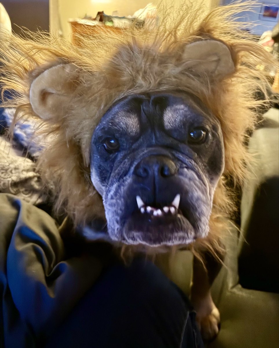 RogersLabUCD's tweet photo. My sweet pup Roxie is such a good sport for letting me put her in all of these @PetSmart Halloween outfits… The prices were awesome so I couldn’t just pick one! 😂😍 https://t.co/YlDpCe3ZH0