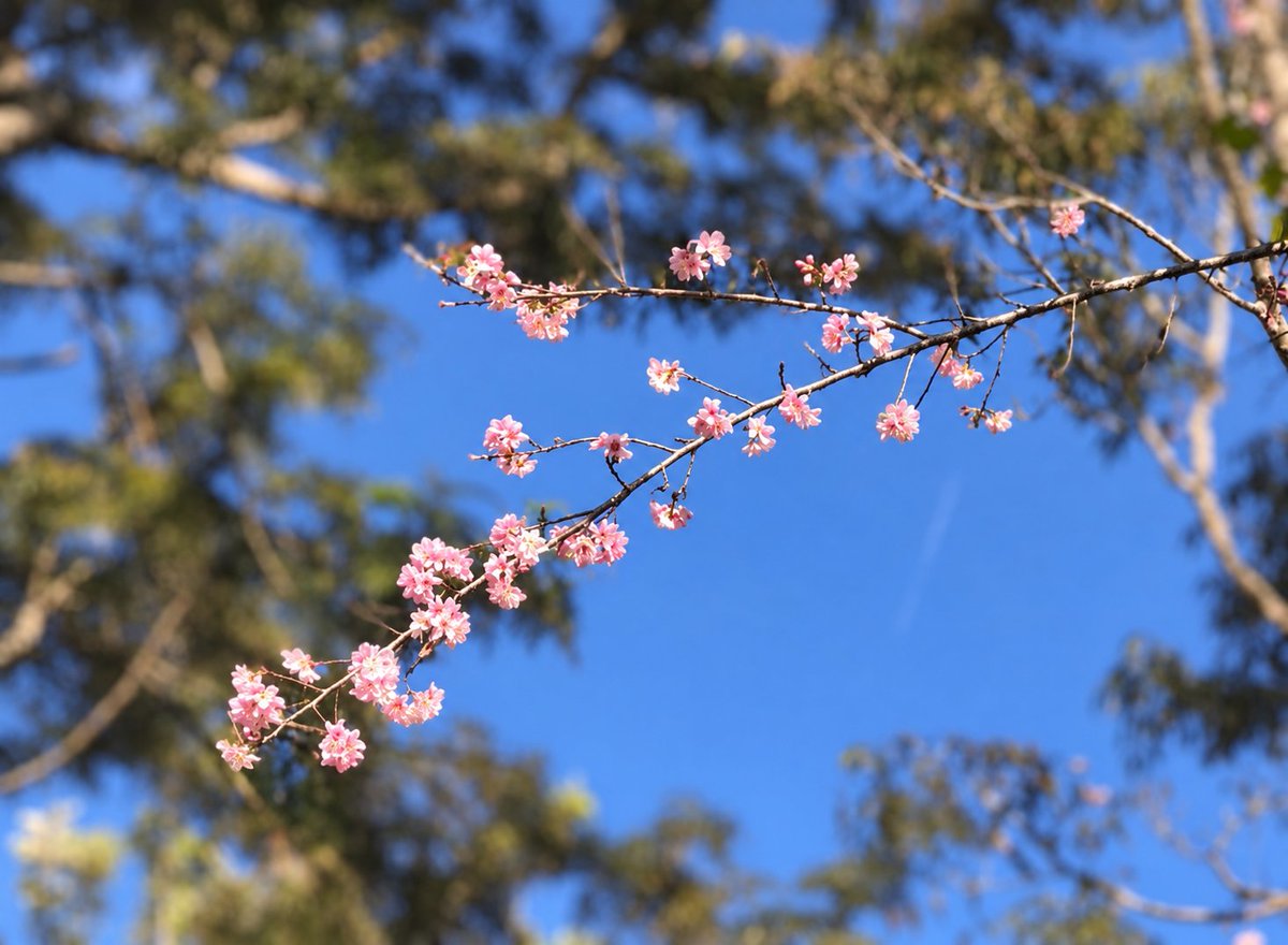 bindasfauji's tweet photo. It's too early.. but than it's here!
First blossom of the season on my cherry tree!
#northeast_dekho https://t.co/7UwlN1S8ao