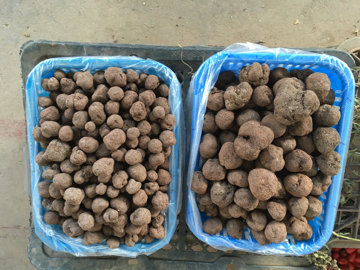 icy_rainy_day's tweet photo. 黑松露（truffle）是世界三大珍馐之首，很贵，欧洲市场上价一公斤500欧元以上，餐馆里更是擦一点撒在菜肴上面就算“有了”。

但我在云南楚雄的南华看到也叫“猪拱菌”的黑松露（猪有找到黑松露的天赋，其实法国也用猪去找黑松露）就是白菜价，小的130块，中等180块，大的240块，单位是公斤哟。

真心不贵，当地吃起来就是这么一大盘。但这种市场上买的其实都还没有最后成熟，所以黑松露特有的清香还不太足。供出口的好一些，但价格也只有欧洲产的1/10��

中国已经是黑松露的最大生产国���。

三大珍馐的另外两种是鱼子酱（Caviar）和肥鹅肝（foie gras）。

鱼子酱的最大生产国也是中国，和黑松露不同，国产鱼子酱的价格还走到了世界前列，每公斤16万人民币。法国的Kaviari品牌更是把中国产鱼子酱买到了3000-9000欧元/公斤。

至于肥鹅肝，现在在烧烤摊上都看得到，还有不少人因为怀疑其胆固醇含量太高而不吃。

不过中国还不是肥鹅肝的最大生产国，但应该也不太远了。

说起来中国是挺讨厌的，什么都能做出白菜价，自己不挣钱没事，但认真连累别人挣不到钱😂😂😂
