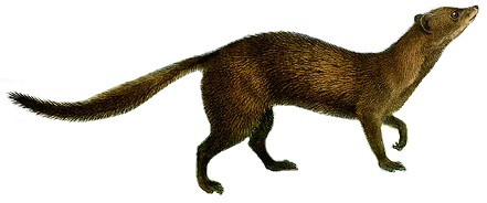 Easytime4's tweet photo. @Lefty_WPS A mongoose is a small terrestrial carnivorous mammal. The Herpestinae species are native to southern Europe, Africa and Asia. The Mungotinae species are native to Africa. https://t.co/1dhxHKYbwP