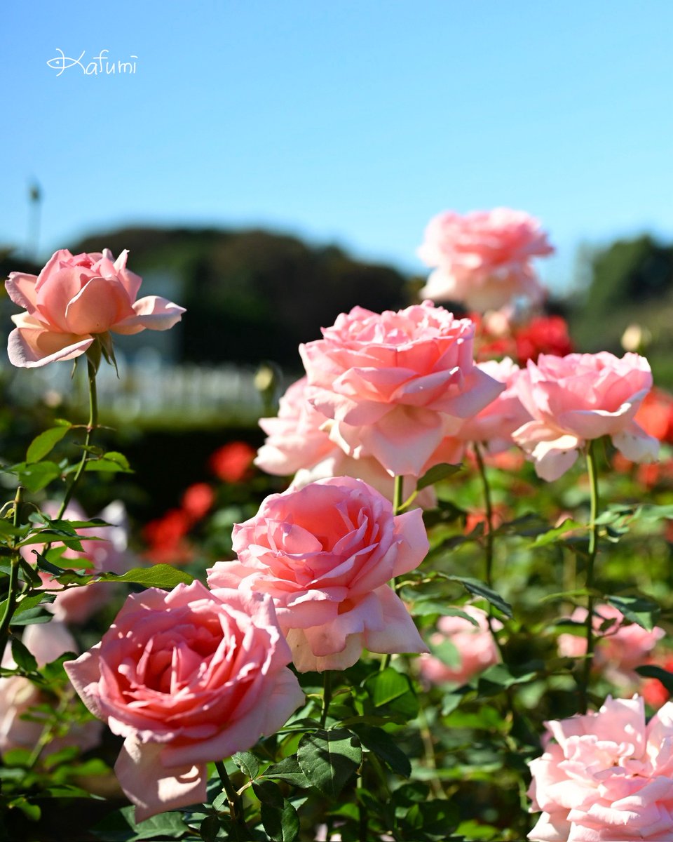 kafumi2525's tweet photo. 🌷ひるのいちまい🌷
【花の名前】：バラ  はまみらい
【開花時期】：5-6月、10-11月
【特徴・魅力】：バラ「はまみらい」は、横浜開港150周年を記念して作られた、￼⁠横浜ゆかりの特別なバラです。京成バラ園芸により2006年に作出され、横浜開港150周年（2009年）の節目を記念するバラとして2007年に一般からの公募を経て命名されました。
【花言葉】：「感謝」

#花日記  
#バラ