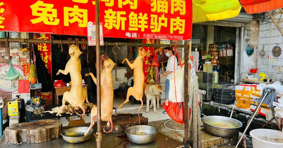 FreedomHashtag's tweet photo. @manojpiece It comes from a filthy dog eater
Bon appetit Chinese virus
😂😂😂 https://t.co/TMrojA8fK9