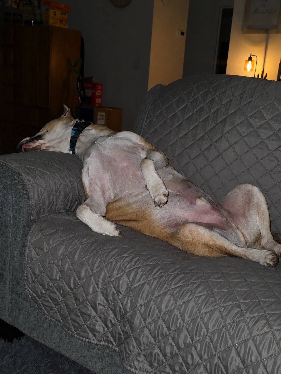 BackOurBlue's tweet photo. This SERIOUSLY can not be comfortable! My neck hurts just looking at him. https://t.co/NOFsZZX5SO