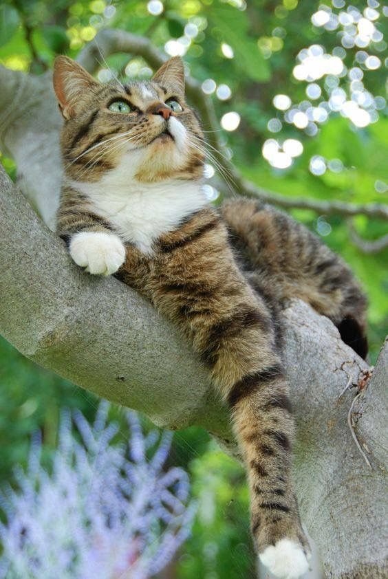 catdogsworld24's tweet photo. https://t.co/nvKEYMNBHu