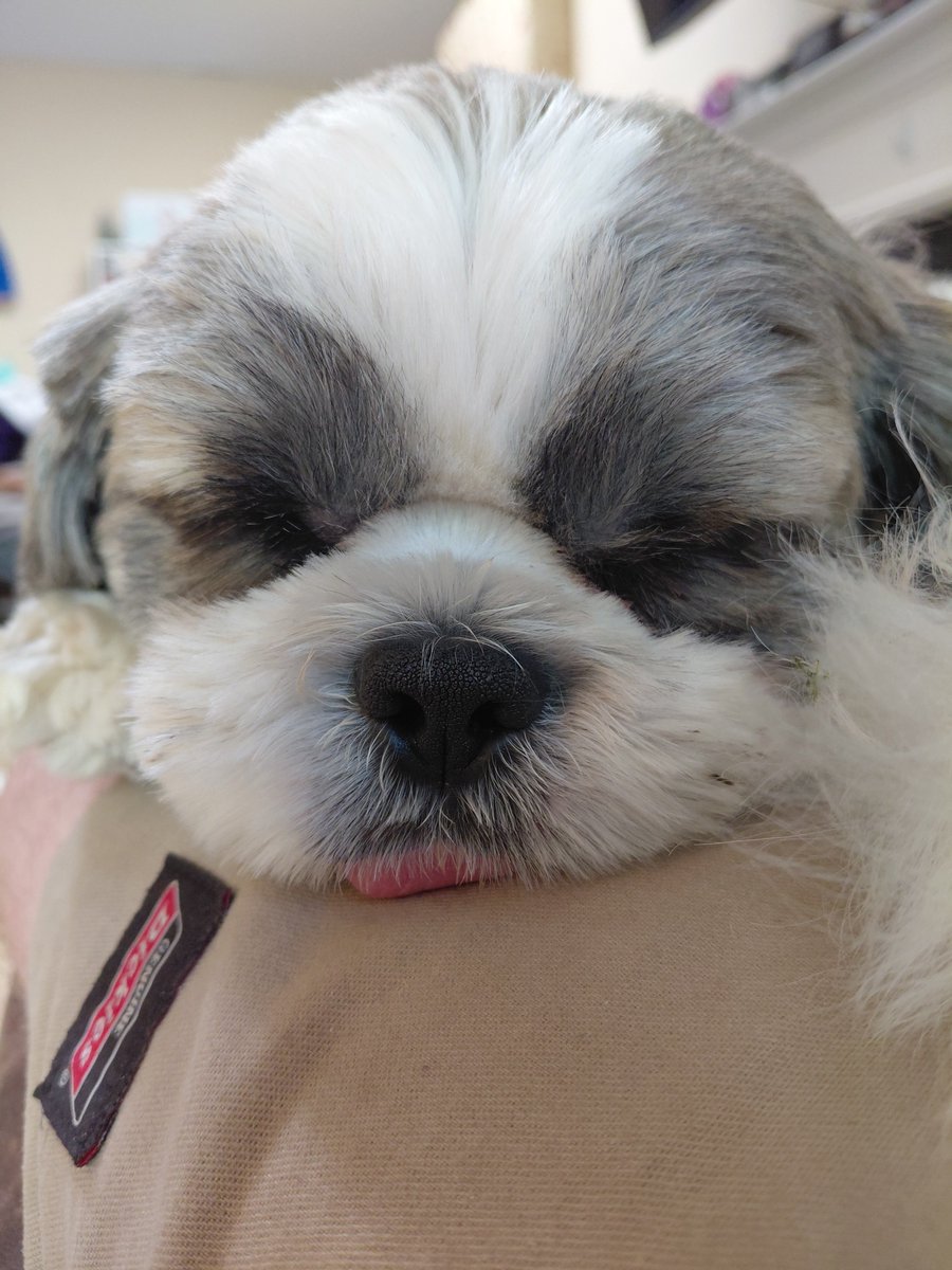 KataclysmRizing's tweet photo. Daily Reminder: My Dog is Cute. https://t.co/u1waOOCFHb