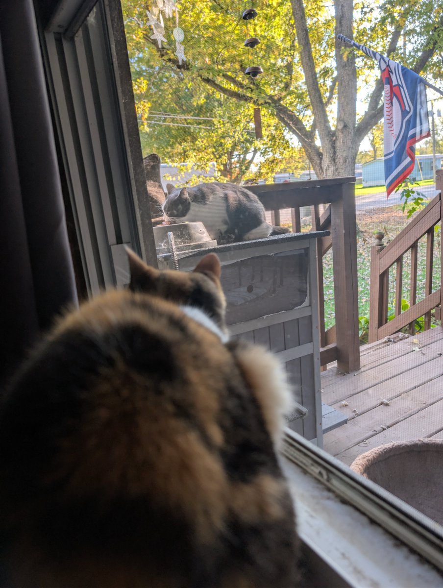 RaspberryLock0n's tweet photo. Berry and Tequila watching as another cat lives the life they used to have. (I cat napped both of them) https://t.co/NsnpKrBwDM