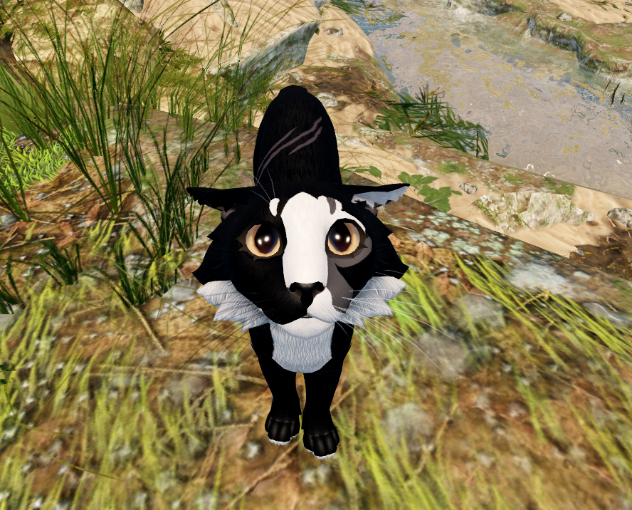 sunepaw's tweet photo. bugs when you lift up a rock https://t.co/iiFKz7dxqK