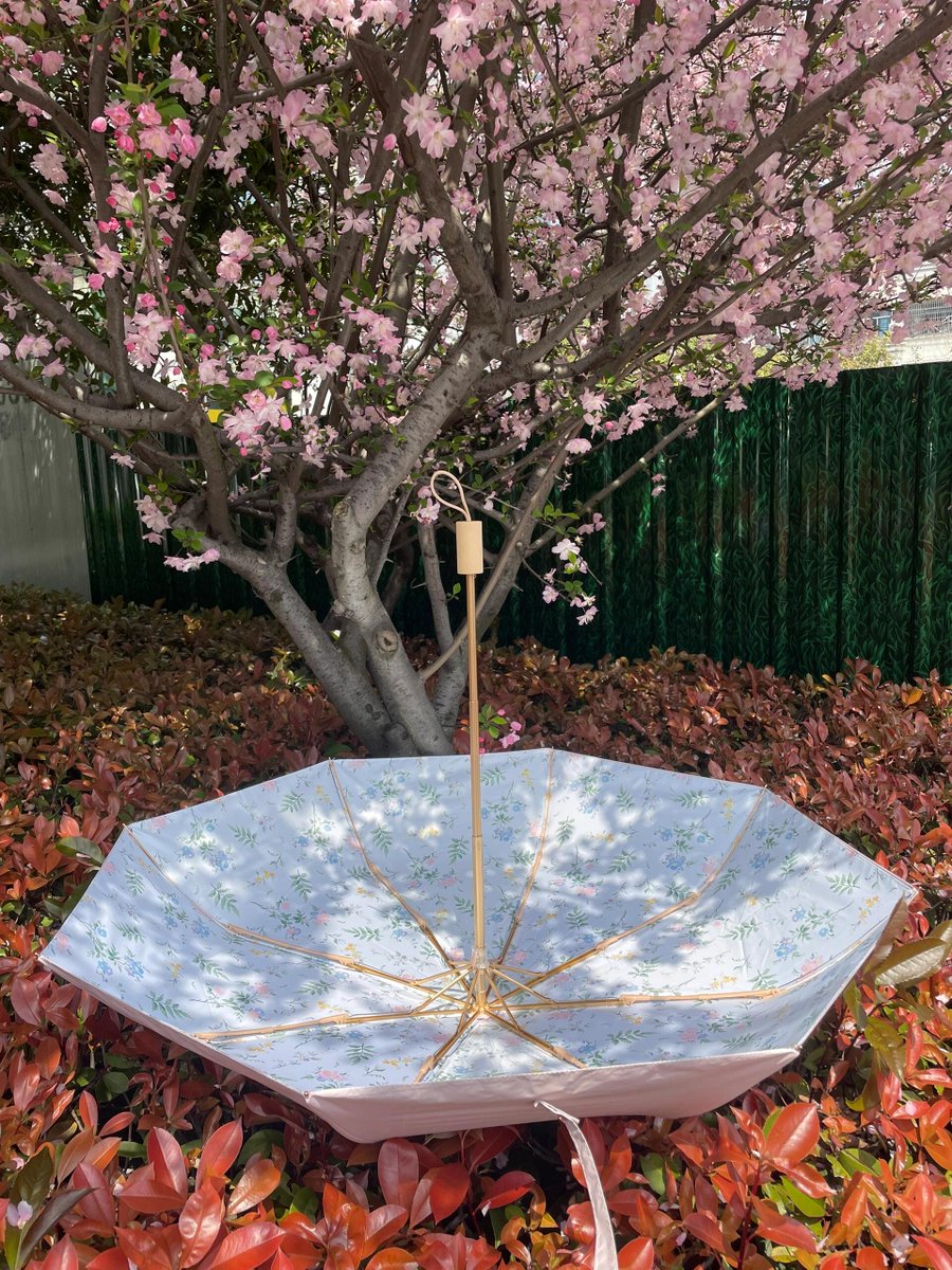 822Walk's tweet photo. [梁終さん、桜の木の下で傘を干す姿がとても素敵です]， https://t.co/75oV3nVi4e