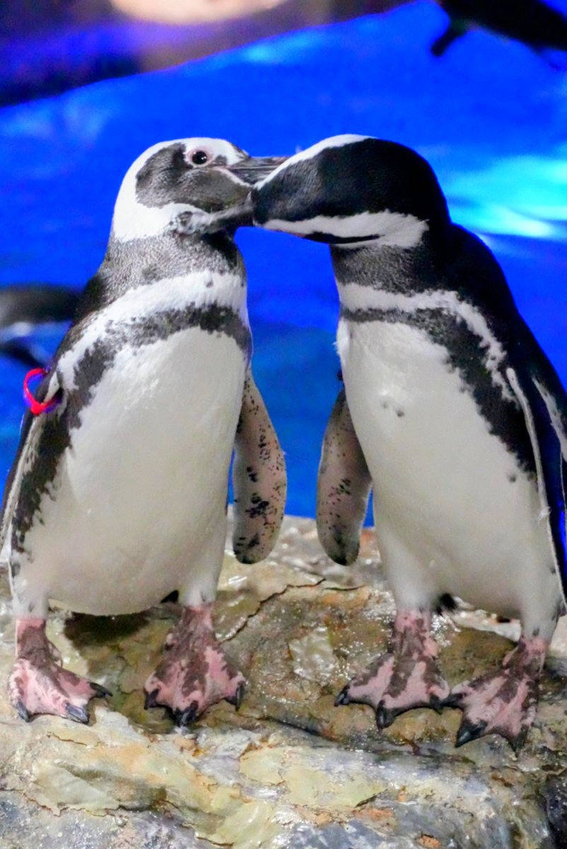 t1cN4L2KVs42550's tweet photo. いつもはオラオラ系🐧のポテチ
妻のリンゴちゃんと羽繕いしてるときはこんなにキラキラした可愛い瞳になっちゃうギャップが魅力的🤭
#羽毛さん日誌 
#すみだ水族館 https://t.co/MqKT3DHVme
