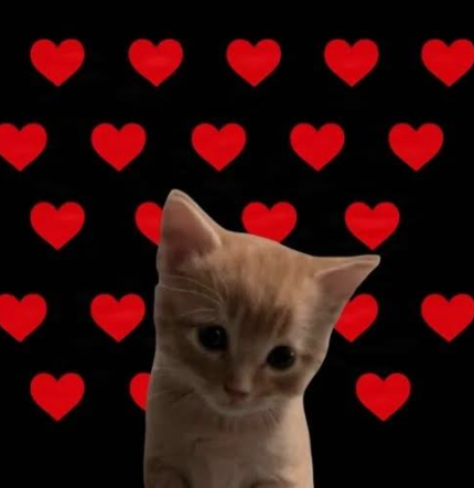 ZzzzzzzzzSol's tweet photo. like this cat https://t.co/WsgRinPpuY