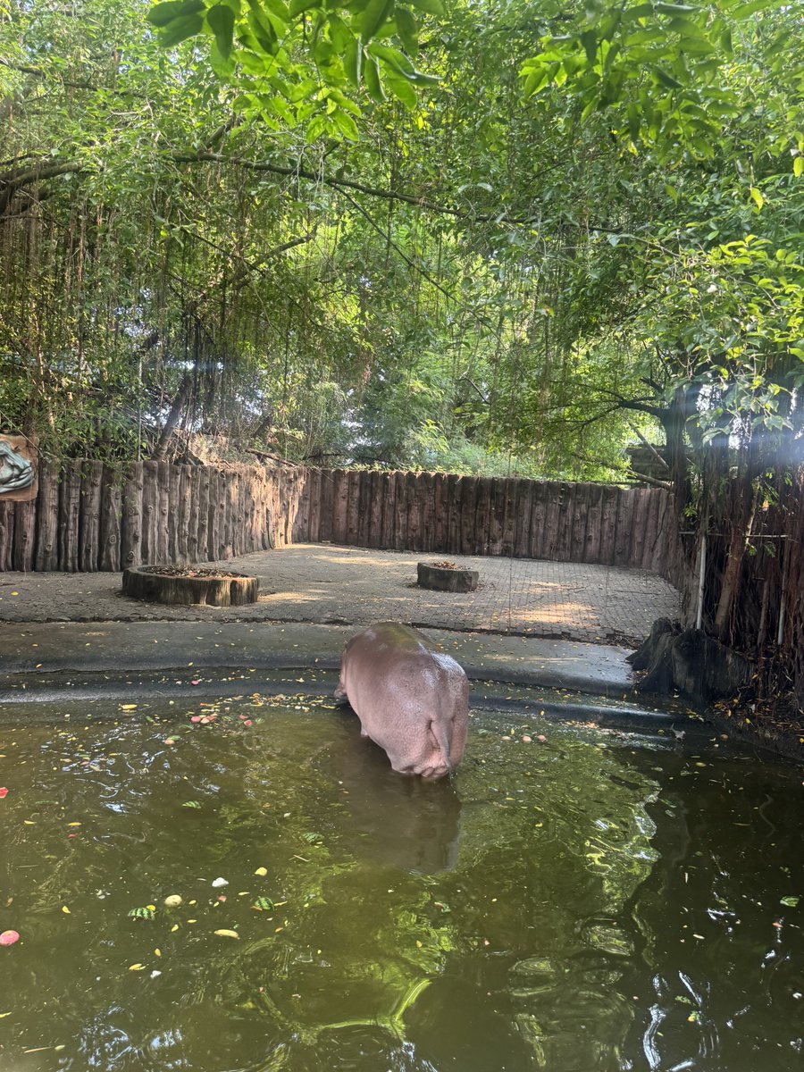LionEth_'s tweet photo. 🦛✈️ Hippo Ploy, the Boeing, is quietly waiting for its wings to take off. 🌊💚

#HippoPLOY #MOODENG $ploy https://t.co/uIkTkaA9Yd