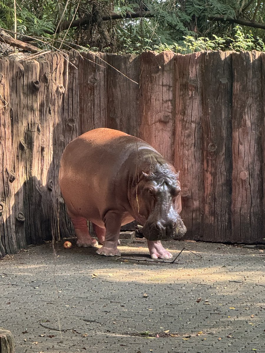 LionEth_'s tweet photo. 🦛✈️ Hippo Ploy, the Boeing, is quietly waiting for its wings to take off. 🌊💚

#HippoPLOY #MOODENG $ploy https://t.co/uIkTkaA9Yd