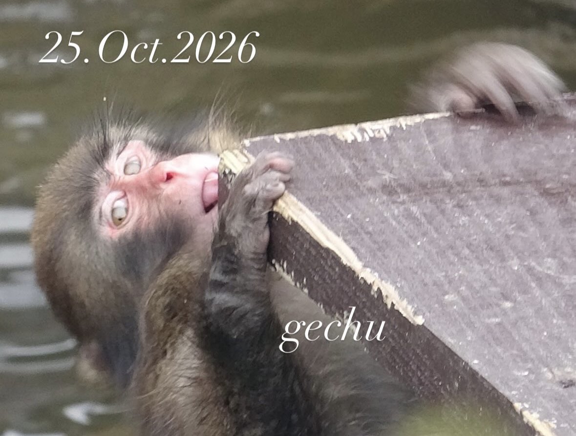 gechu7's tweet photo. 25.Oct.2026
今朝のパンチくん

#がんばれパンチ https://t.co/NYyOHZxMyD