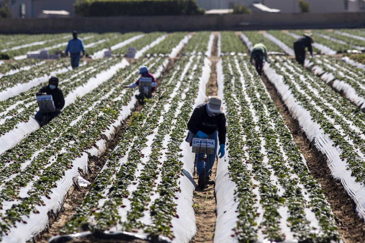 SamaHoole's tweet photo. Nine in ten American strawberries come from a few valleys in California where the soil is killed with a First World War gas before every planting, and the fields are visible from the road because they are wrapped in plastic to keep the gas in.

Chloropicrin was made for the trenches. It was a lung and eye agent, a vomiting gas, fired in shells to force men out of their masks. Now it is injected into the ground at Watsonville and Oxnard every year, under tarps that hold the fumes down for a week, and it does to the soil what it did to a trench: everything in it dies, the fungi, the bacteria, the worms, the insects, until the dirt is as sterile as a hospital tray. Then the strawberries go in, on raised beds of plastic, fed by drip line with everything a living soil would have given them, and the plastic and the gas go in again next year, because a dead soil has no defence against the one disease that gets through.

For forty years the gas was methyl bromide, which eats the ozone layer, and when the world banned it in 2005 California's strawberry growers got themselves an exemption and kept using it for another decade, the last major crop on earth to do so. Chloropicrin was the replacement, and the state's own pesticide regulator lists it among the commonest causes of farmworker poisoning in California. The men who apply it are mostly undocumented, the drift has emptied a school in Monterey County, and the strawberry has topped the list of the most pesticide-contaminated produce in America for most of the last decade.

Every year the industry calls it a heart-healthy antioxidant superfood, and every year the field it came from is gassed.

The cow in the pasture next door has never once needed the soil under her sterilised. The strawberry cannot be grown at that scale without it, and the war gas is the price of a punnet in January.