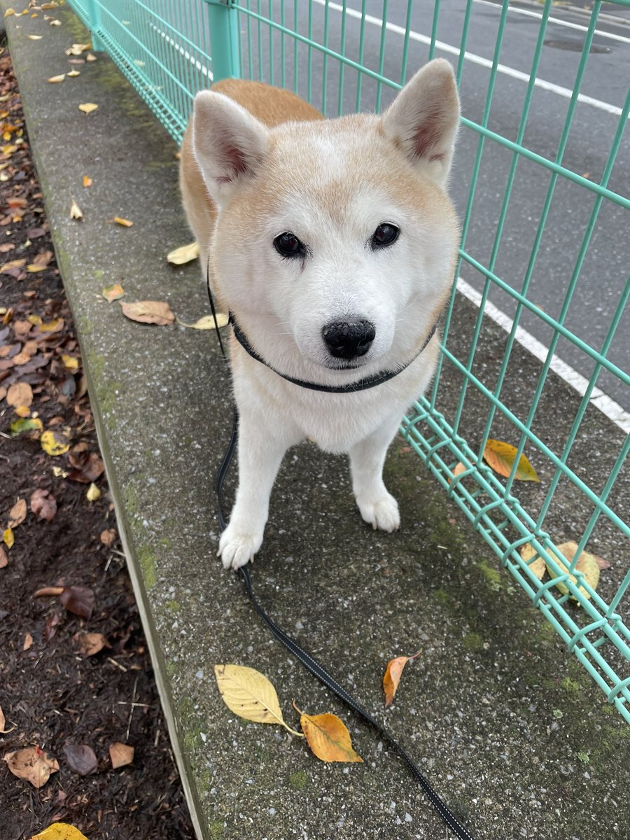 momoshiba1105 tweet picture