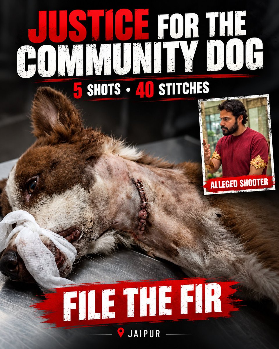 HoomanDecoder's tweet photo. WHY ARE @jaipur_police AND @PoliceRajasthan AFRAID OF AN EX-JAILER'S SON AND REFUSING TO FILE AN FIR??

A man, reportedly the son of a former jailer, allegedly shot a community dog FIVE TIMES in Jaipur. The poor dog suffered severe injuries and required 40 stitches.

Animal rights activists allege that no FIR has been registered and that the accused is roaming free after reportedly spending just ONE DAY in custody.

ONE DAY IN CUSTODY?? ARE YOU SERIOUS??

Is he being protected because he is the son of a former jailer?

If @jaipur_police and @PoliceRajasthan are afraid to take action in this case, at least have the courage to tell the activists!

The culprit must face the full consequences of his actions. If the police refuse to act, how are citizens supposed to have faith in the justice system?

Someone must ensure that justice is served, right??

@jaipur_police @PoliceRajasthan : REGISTER THE FIR, INVESTIGATE THE CASE, AND ENSURE THE CULPRIT IS HELD ACCOUNTABLE UNDER THE LAW!!

JUSTICE FOR THE INNOCENT DOG!!

#AWBI #CCSEA #AnimalCruelty #AnimalRightsIndia #AnimalExperimentation #Accountability #StopAnimalCruelty #AnimalRightsIndia #CCSEA #ProtectAllAnimals #StopAnimalCruelty #AnimalRightsIndia #StopAnimalTesting #SignThePetition #AnimalExperimentation #StopAnimalCruelty #AnimalRightsIndia #CCSEA #AnimalWelfare #ProtectAnimals #StopAnimalCruelty #AnimalTesting #AnimalRightsIndia #SayNoToAnimalExperimentationBill #StopAnimalTesting #AWBI #ProtectAnimals #AnimalWelfare @indSupremeCourt @CJP_for_India
@WhiteCoatWaste @CrueltyFreeIntl @peta
@ShalinGala @StopCamarles @DogDeskAction
@humaneworldorg @PCRM @AnimalDefenders
@rise_foranimals @ReplAnimalRes @AFR_UK
@SigneSol0 @Maleficentlady2 @PoliAnimalClass
@Sharzard5 @PieterseMarc @JohnOberg
@PhaedraXTeddy @ev_edward2 @teamveganfta
@pepe_nature @AdoptionsUk @Veganella_ 
@RobRobbEdwards @iawpcoalition @WeAreNotFood
@MyVegan_Reach @EllieCG11 @GreenPillPack 
@helene_hebbel @CliMate_HEAL @CarlaCo92330391
@YvonneHooper20 @AnimalsRadio @KieraLawley
@ChiweenieT14381 @THaPriYa123 @JahnaviIyer
@dilthi_gujarati