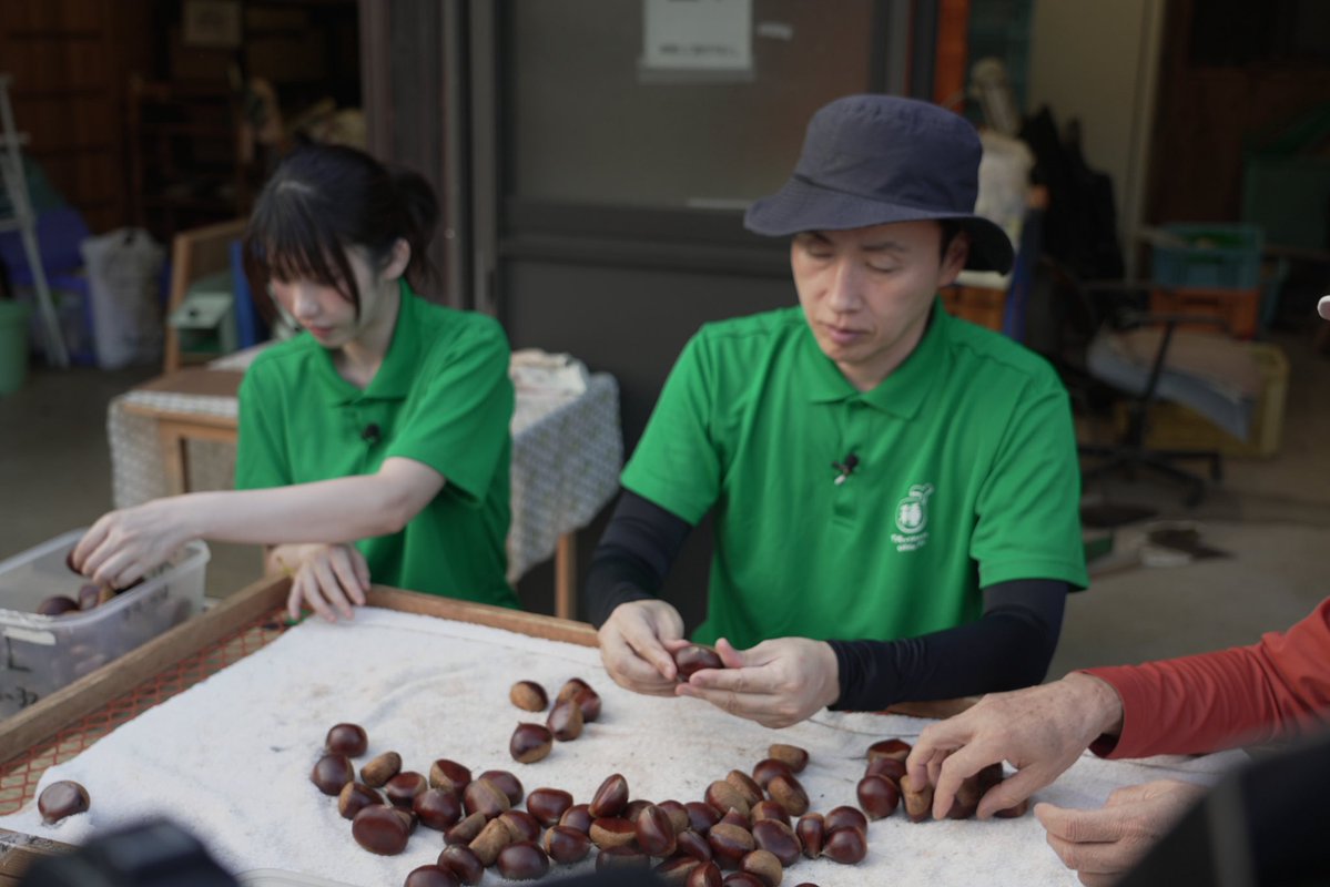 taneue70403's tweet photo. 本日もご視聴ありがとうございました👨‍🌾

今回は茨城県笠間市で旬の栗収穫&選別そして、イガ集めも無事完了🌰

広大な栗畑での収穫は、かがむ作業が多くて腰が辛かったけど楽しみながら栗拾いできたよ🧺

「選別」は食べる人のことを考えて何度も回数重ね品質チェック✅
農家さんに改めて感謝だね👏🏻

今回の農家メシは、秋の味覚満載！ホクホクの栗おこわ＆珍しい栗の天ぷら🌰🍂

#えなこ
#アンジャッシュ #児嶋一哉
#種から植えるTV