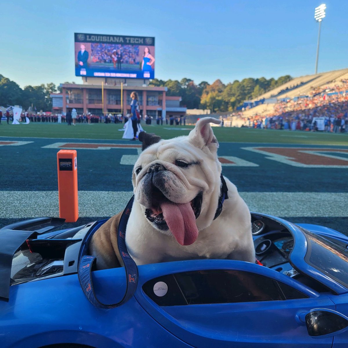 TechXXII's tweet photo. Happy Homecoming @LATech #mascot https://t.co/0vFnIKPJM4
