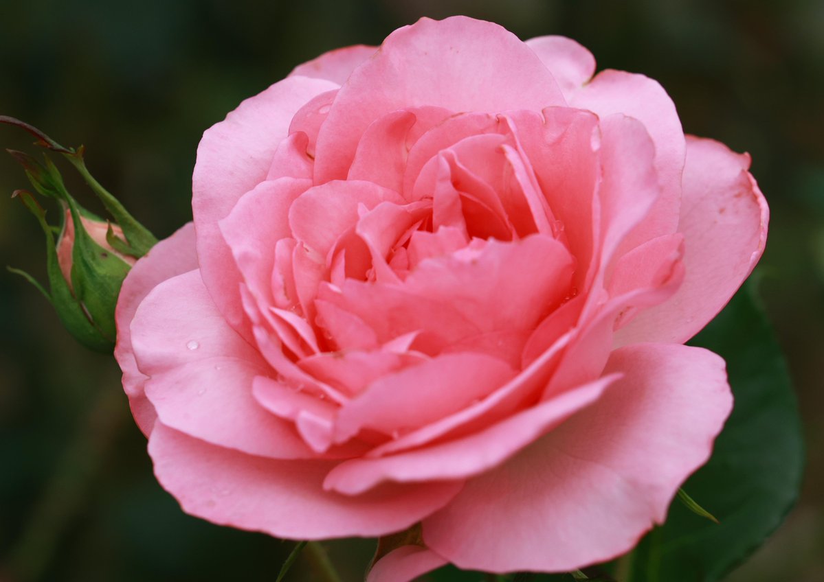 hiroshisj's tweet photo. 教会の花壇に咲いた、やさしいピンク色の薔薇。フランスの作家にちなんで「ギ・ドゥ・モーパッサン」と名付けられた品種です😇 https://t.co/3ZFfRUw77w