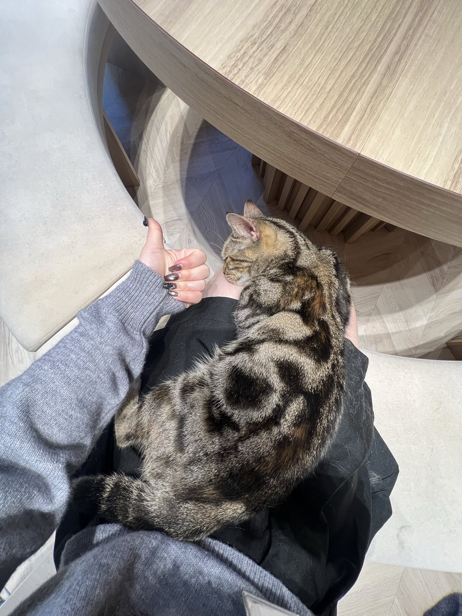 1ph5c's tweet photo. 猫カフェ史上1番良い思いさせてくれた 神がとう https://t.co/nBPhSC0ymm