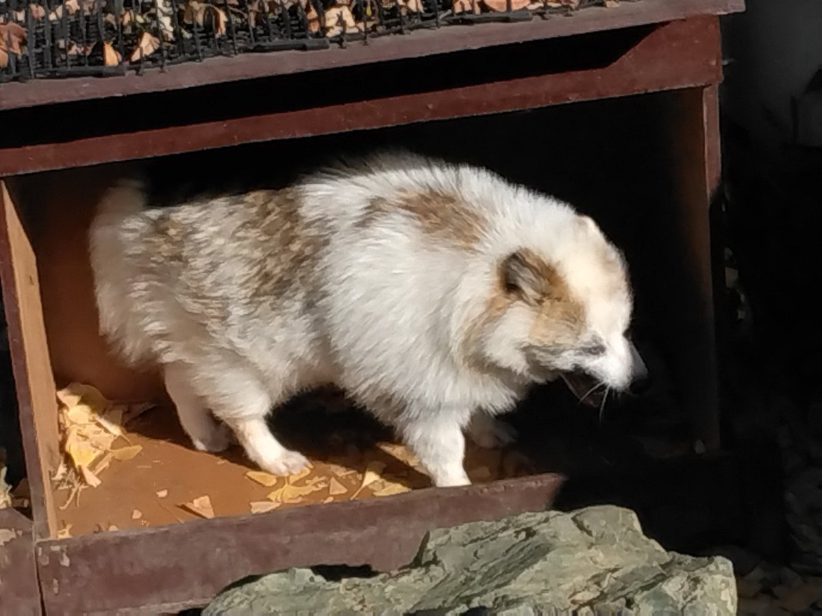 dobat_m_deppoko's tweet photo. 最近日本人がタヌキ扱いされているので、今ならタヌキのふりをすれば外国人に餌をもらえるかもしれない

タヌキです、餌をください
牛肉を焼いたのとかでいいです、あと白ごはんもおねがいします https://t.co/BELiuAtWOc
