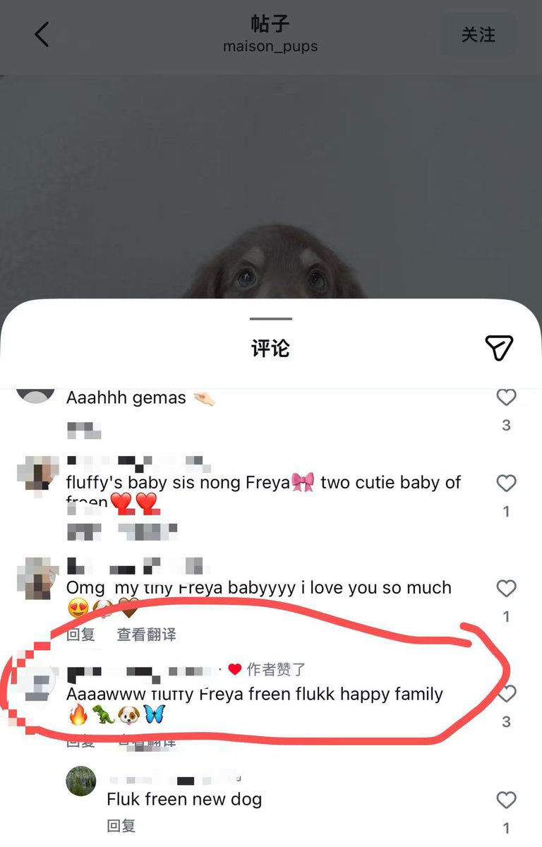 truthfs's tweet photo. Maison_pups the place where’s freen adopt her new dog freeya liked the comments about freen new dog and their family. my shippers heart 😭🤏🏻🦖

#solennEntertainment #srchafreen‌ 
‌ #fluknontapat #freenfluk 
#NINETYTWO #GIRLFREEN #freenbecky   @ninetytwo_th @Solenn_Ent @srchafreen https://t.co/f2jJ65Xl2S
