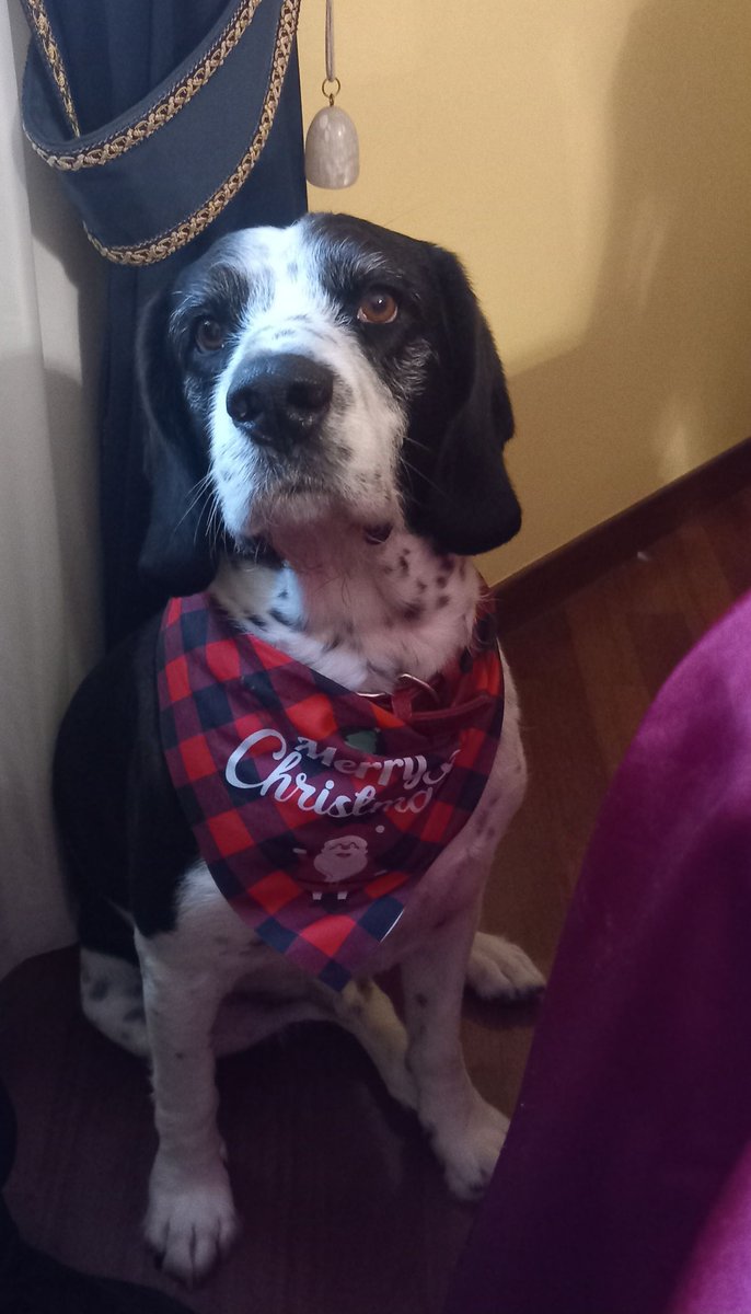 Delprofilo's tweet photo. @konusisco Con il mio cane 💯❤️ https://t.co/znhDomwnxI
