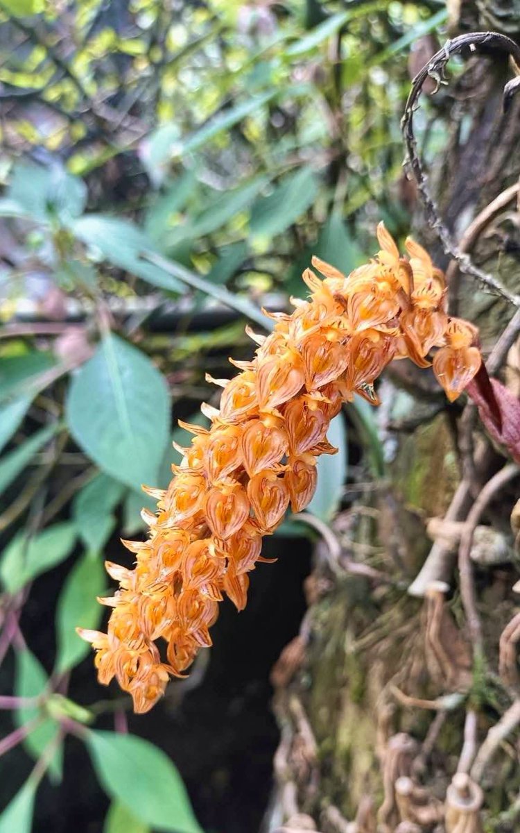 Botanic1234's tweet photo. #สิงโตรวงทอง กลีบดอกมีขนาดเล็ก รูปสามเหลี่ยม ทั้งห้ากลีบสีส้มและมีจุดสีส้มแดงจำนวนมาก แหล่งกระจายพันธุ์ : ภาคเหนือและภาคตะวันออกเฉียงเหนือของไทย บังคลาเทศ กัมพูชา จีนใต้-กลาง ลาว และเวียดนาม ชมความงดงามและเอกลักษณ์ของดอกไม้���ย่างใกล้ชิดได้ที่ #สวนพฤกษศาสตร์บ้านร่มเกล้า จ.พิษณุโลก https://t.co/t0XvVDLnGe